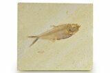 Detailed Fossil Fish (Diplomystus) - Wyoming #320372-1